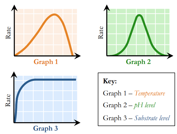 <p><u>Temperature</u> </p><ul><li><p>Increases enzyme activity (more kinetic energy = more collisions) </p></li><li><p>Enzyme activity peaks at an optimal temperature </p></li><li><p>Higher temperatures decrease activity (causes denaturation) </p></li></ul><p><u>pH </u></p><ul><li><p>Enzyme activity is highest at an optimal pH range </p></li><li><p>Activity decreases outside of this range (due to denaturation) Substrate </p></li></ul><p><u>Concentration</u> </p><ul><li><p>Increases enzyme activity (more particles = more collisions) </p></li><li><p>At a certain point, activity plateaus (saturation of active sites)</p></li></ul><p></p>