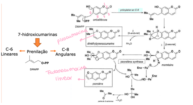 <p>Se a ligação da unidade isoprénica for no carbono 6- pirano e furanocumarinas lineares</p><p>Se a ligação da unidade isoprénica for no carbono 8- pirano e furanocumarinas angulares</p>