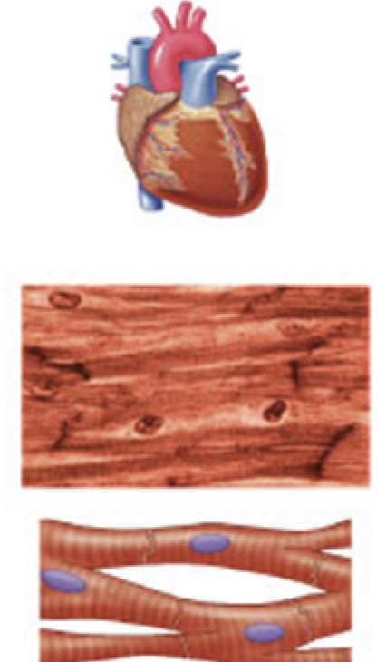 <ul><li><p>has STRIATED, branched, UNI-NUCLEATED fibers</p></li><li><p>occurs in walls of the heart</p></li><li><p>INVOLUNTARY</p></li></ul>