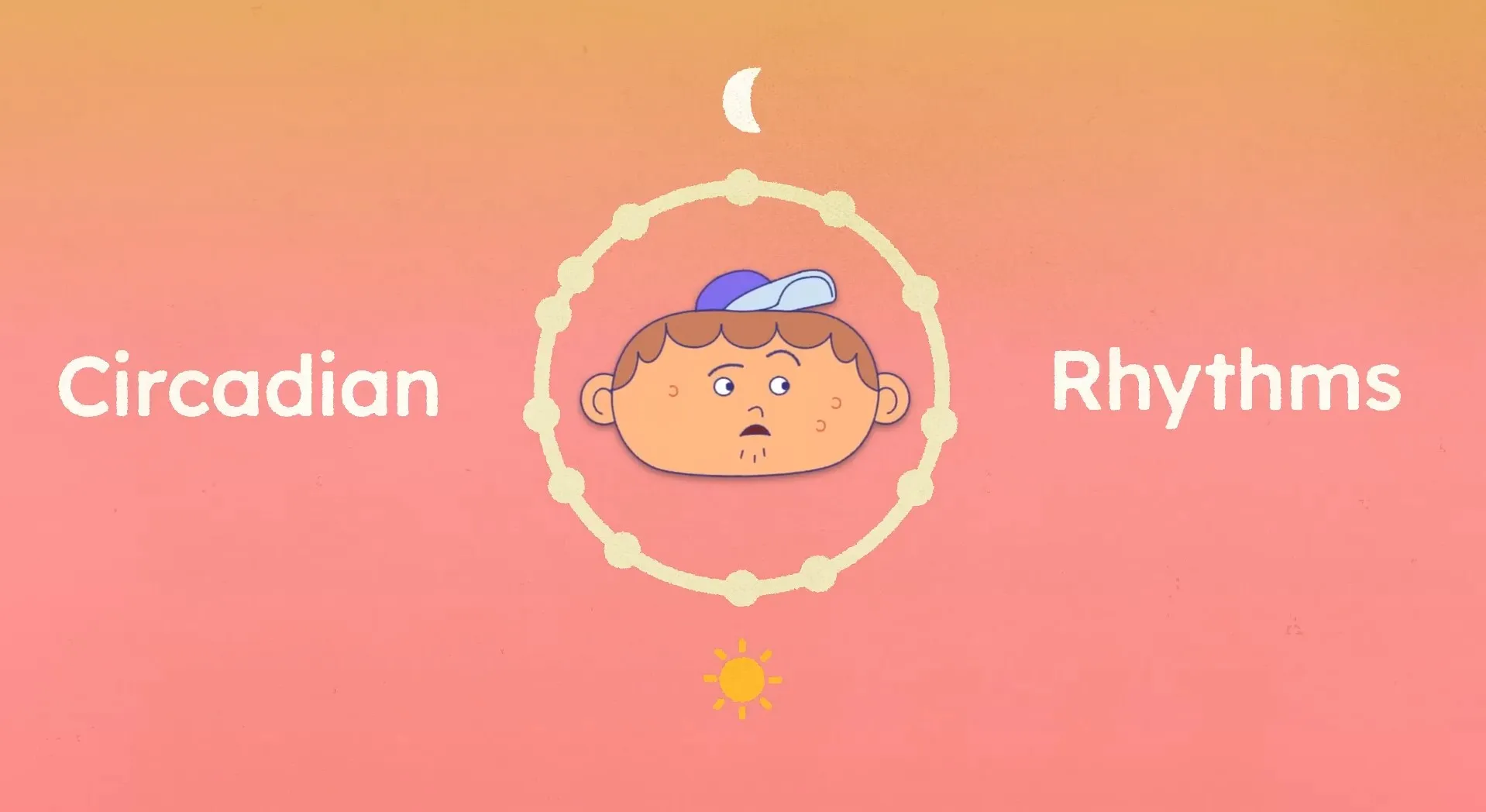 <p>biological processes that follow a 24-hour cycle</p>