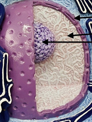 <p>What is the cell’s control center and largest organelle?</p>