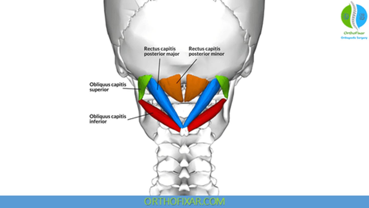 <p>• Transverse Process C1</p>