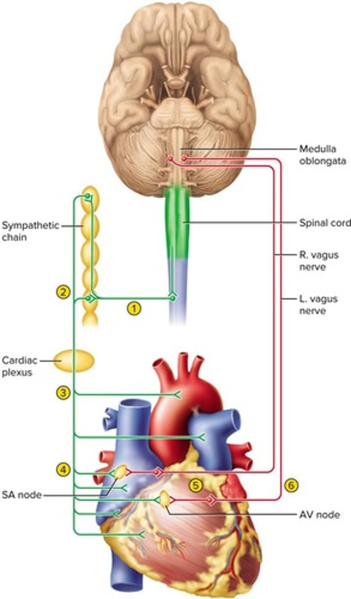 <p>It acts as the heart's natural pacemaker, generating rhythmic electrical signals.</p>