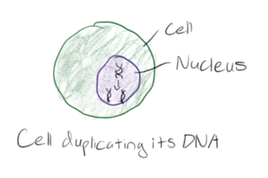 <p>Copy its DNA</p>