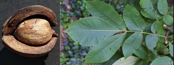 <p>Juglandaceae</p><p>Carya tomentosa</p>