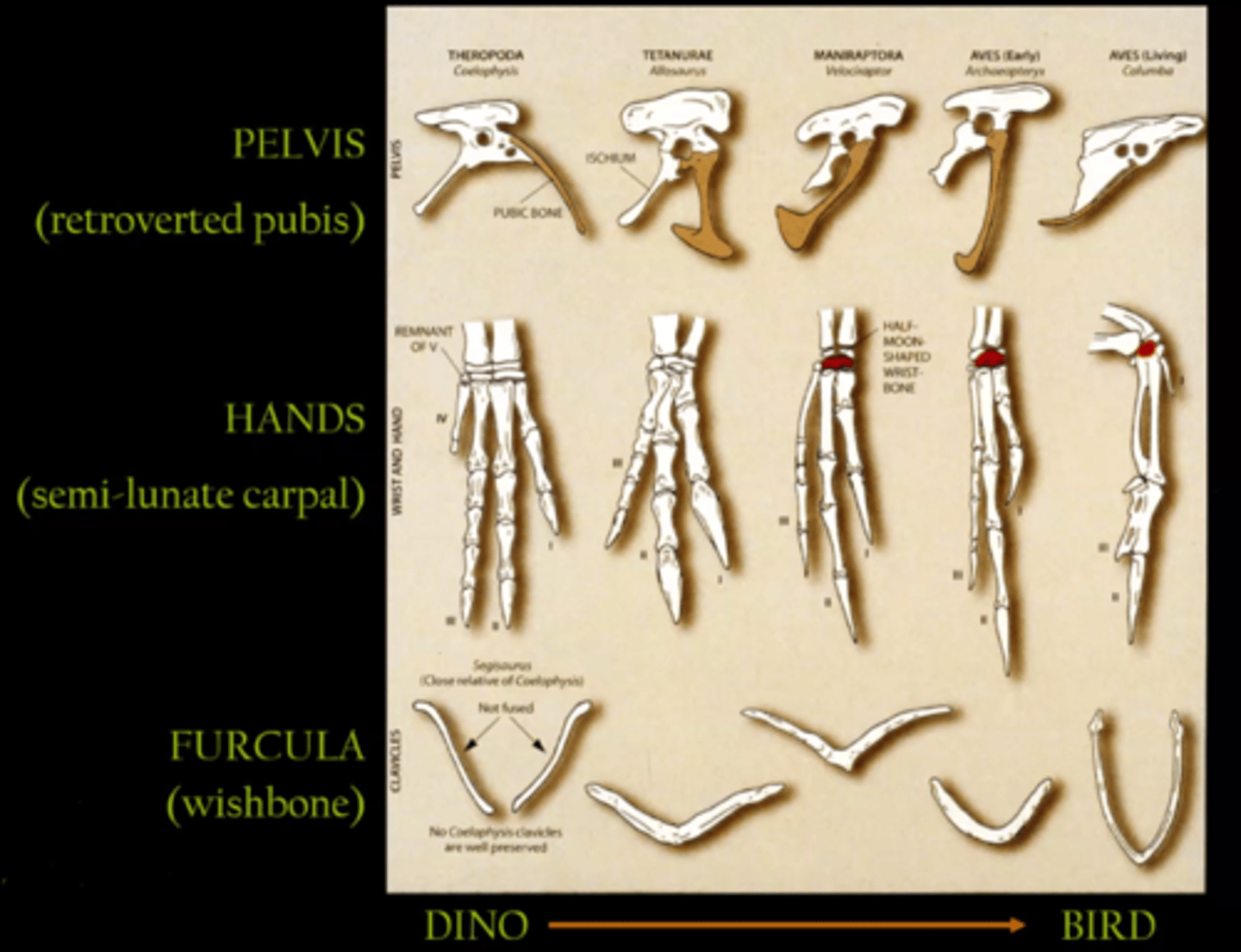 <p>1) retroverted pelvis</p><p>2) Semilunate carpal</p><p>3) Furcula</p>