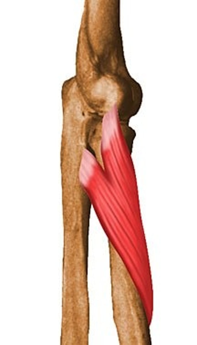 <p>Origin: Lateral epicondyle and ulna</p><p>Insertion: Wraps around lateral surface of radius</p><p>Action: Supinates at forearm</p><p>Innervation: Radial nerve</p>