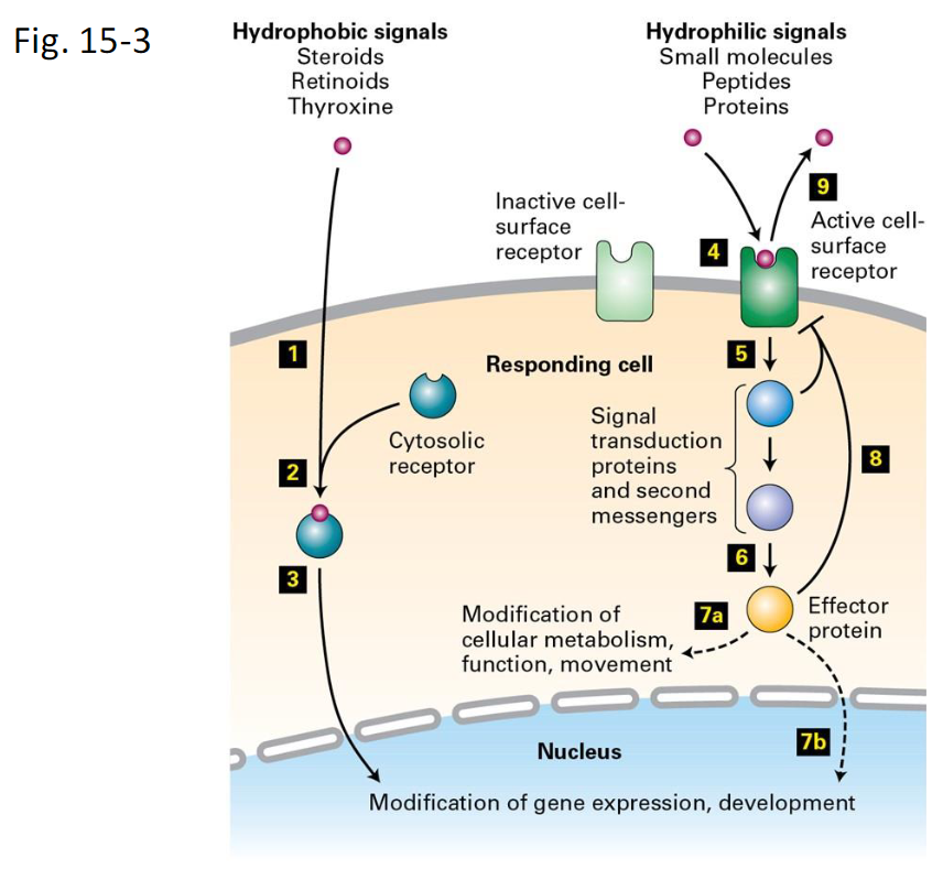 <p><strong>Hydrophobic Signals</strong><br> Examples: steroids, retinoids, thyroxine</p><p><strong>Steps:</strong></p><ol><li><p>Signal molecule diffuses through the plasma membrane</p></li><li><p>Binds to a cytosolic receptor → forms receptor-signal complex</p></li><li><p>Complex moves into the nucleus</p></li><li><p>Binds DNA transcription-control regions → activates or represses gene expression</p></li></ol><p><strong>Hydrophilic Signals</strong><br> Examples: small molecules (adrenaline, acetylcholine), peptides (glucagon, yeast mating factors), proteins (insulin, growth hormone)</p><p><strong>Steps:</strong></p><ol><li><p>Signal binds to an inactive cell-surface receptor (4)</p></li><li><p>Receptor undergoes conformational change → becomes active (4)</p></li><li><p>Activated receptor activates downstream <strong>signal transduction proteins</strong> or generates <strong>second messengers</strong> (5)</p></li><li><p>Signal transduction activates <strong>effector proteins</strong> (6)</p></li><li><p>a. Effector proteins stay in cytosol → modify enzymes → short-term changes in metabolism, movement, or function (7a)</p></li></ol><p>    b. Effector proteins enter the nucleus → long-term changes in gene expression (7b)</p><p><strong>Termination / Down-Modulation:</strong><br>6. Negative feedback from intracellular signalling molecules (8)<br>7. Removal of the extracellular signal (9)</p><p><strong>Key Points:</strong><br> Hydrophobic → cytosol receptor → nucleus → gene expression modification<br> Hydrophilic → membrane receptor → signal transduction → effector → cytosol or nucleus<br> Signal amplification and feedback control regulate strength and duration of response</p>