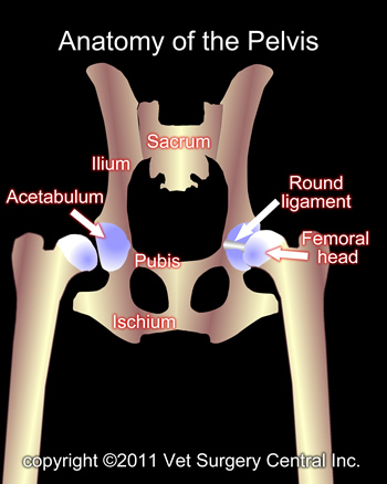 <p><span style="color: rgb(0, 0, 0)">Part of pelvic bone</span></p>