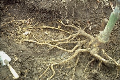 <p>lateral root system</p>