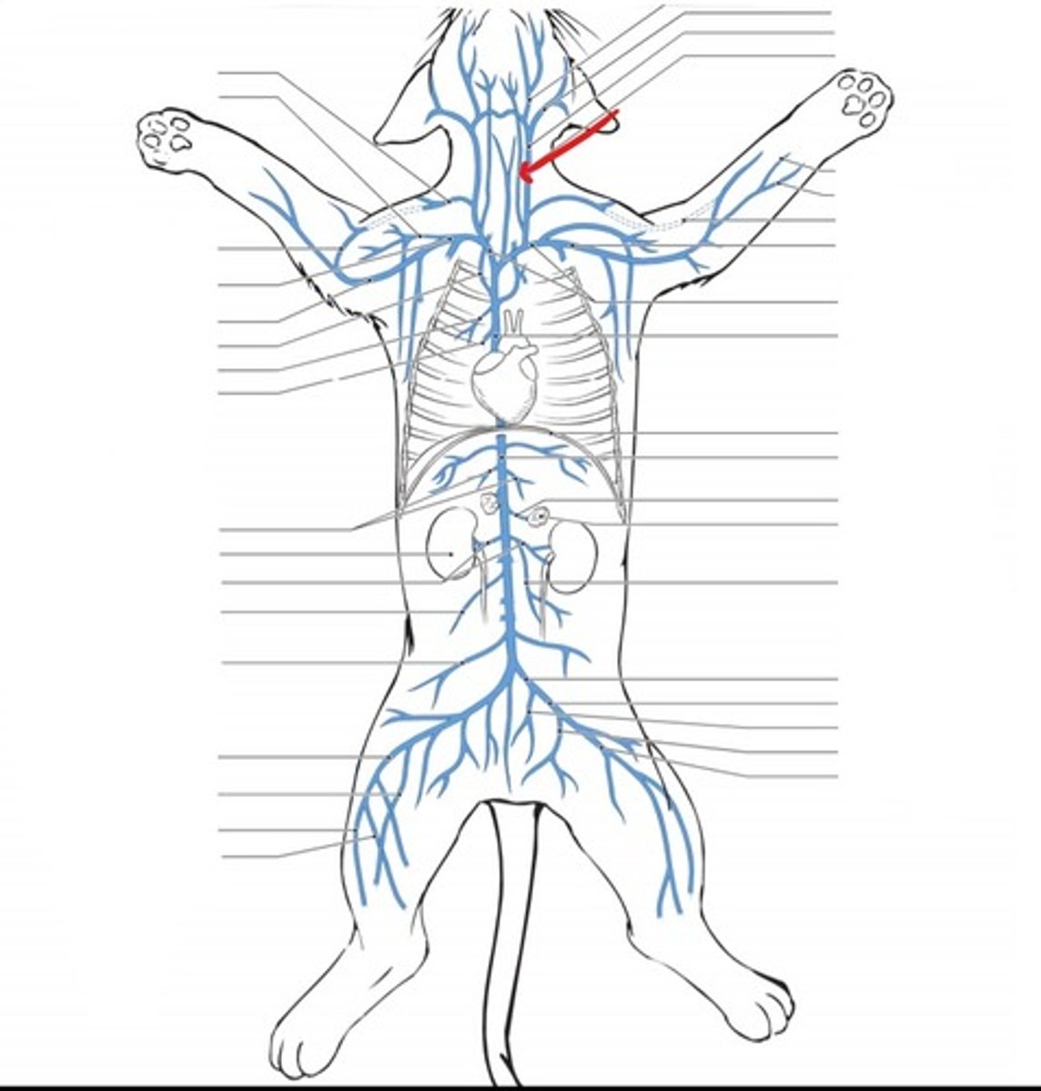 <p>identify the vein</p>