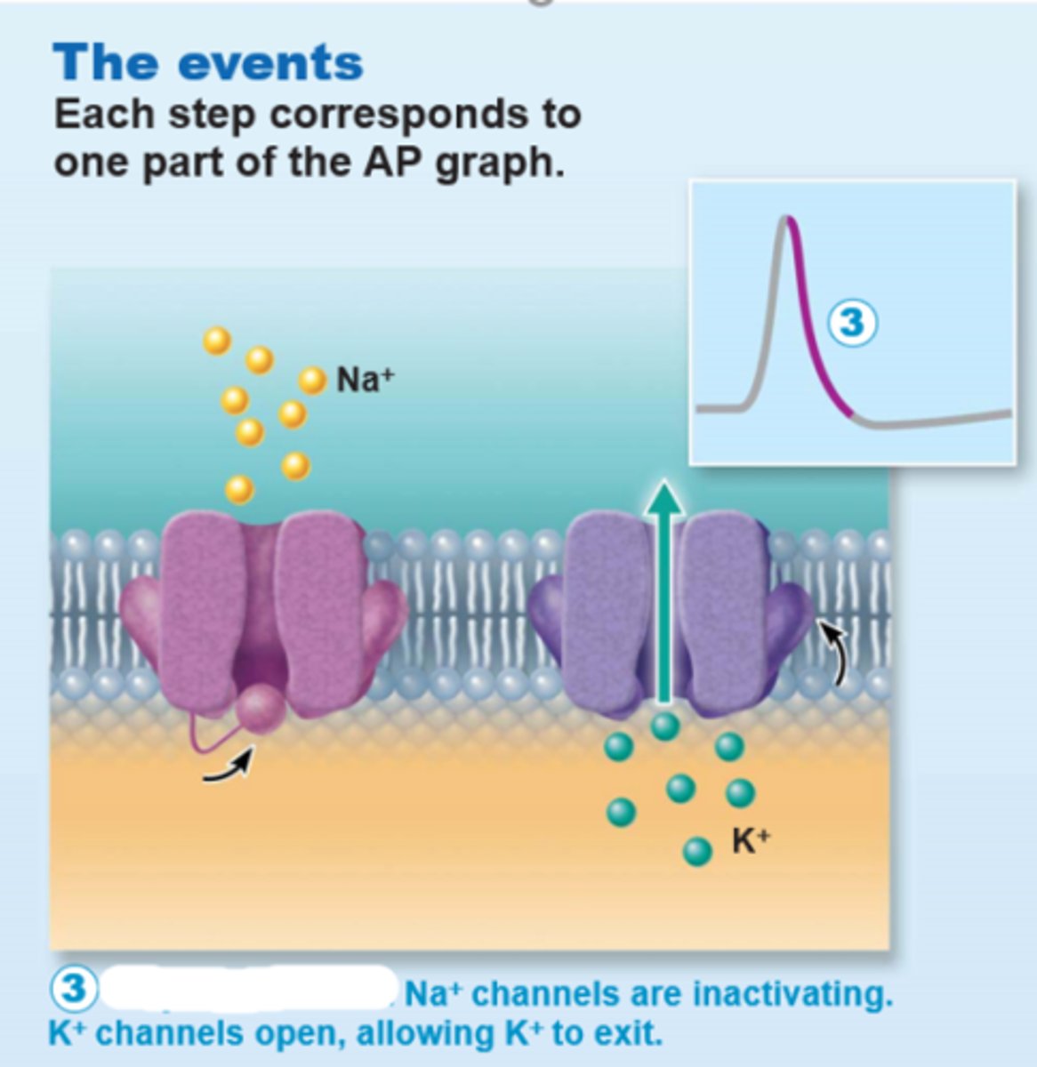 <p>During this phase of generating an action potential; the Na+ channels are inactivating, and K+ channels open</p><p>A. Repolarization</p><p>B. Hyperpolarization</p><p>C. Depolarization</p><p>3 multiple choice options</p>
