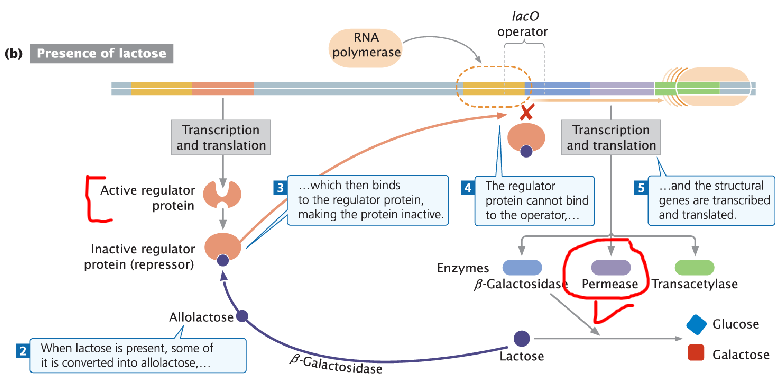 <p><strong>Low-Level Transcription</strong><br>āRepression by the repressor does not completely shut down transcription<br>āLow levels of transcription occur even when the repressor is bound</p><p><strong>Low Enzyme Levels</strong><br>āLow levels of permease (lacY) and β-galactosidase (lacZ) are always present in cells<br>āThese basal amounts allow lactose to enter the cell and be converted into allolactose to inactivate the repressor</p>