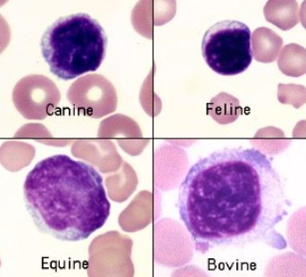 <p>What are these cells? What are their activity features</p>