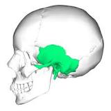 <p>Side, above ear</p>