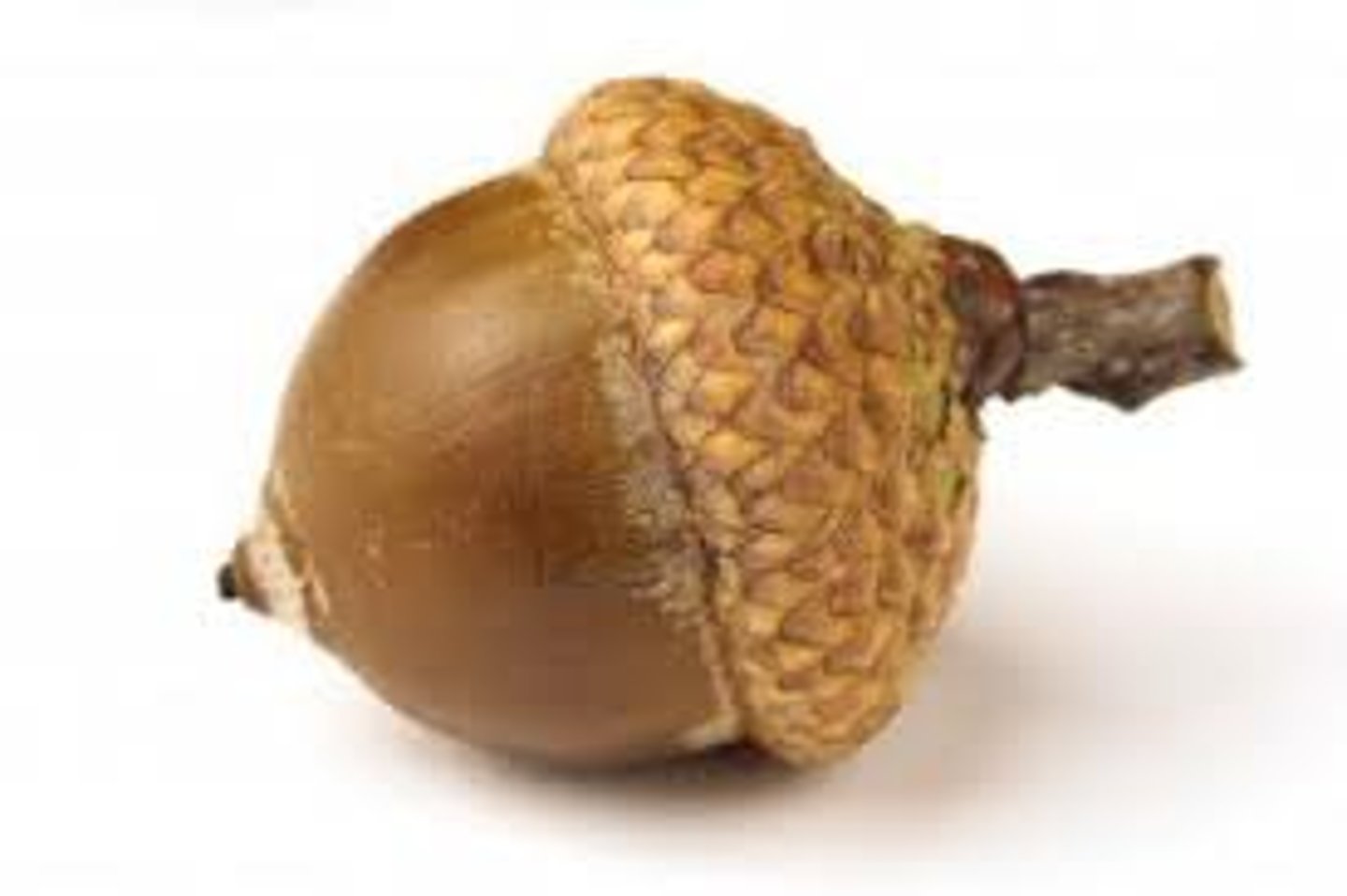 <p>acorn</p>