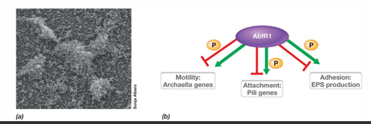 What is known about archaeal biofilms?