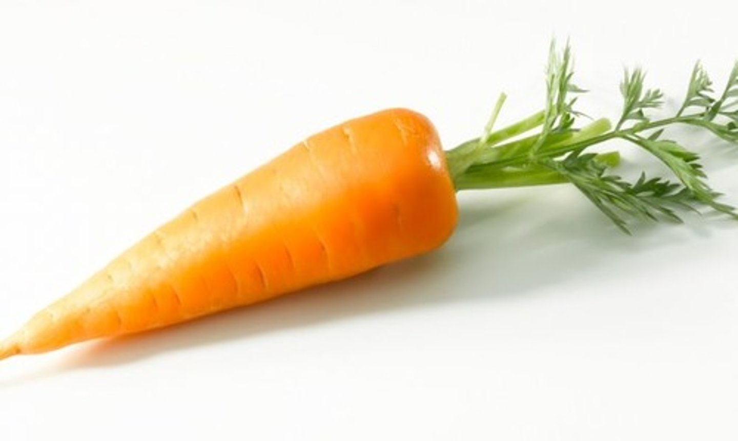 <p>carrot</p>