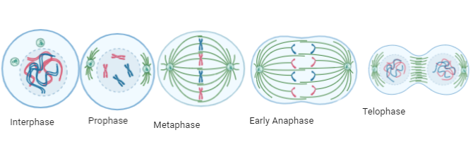 <p>Interphase</p><p>Prophase</p><p>Metaphase</p><p>Anaphase</p><p>Telophase</p><p>Cytokinesis</p>