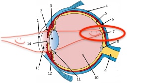 <p>central focal point in the retina, where the cones cluster</p>