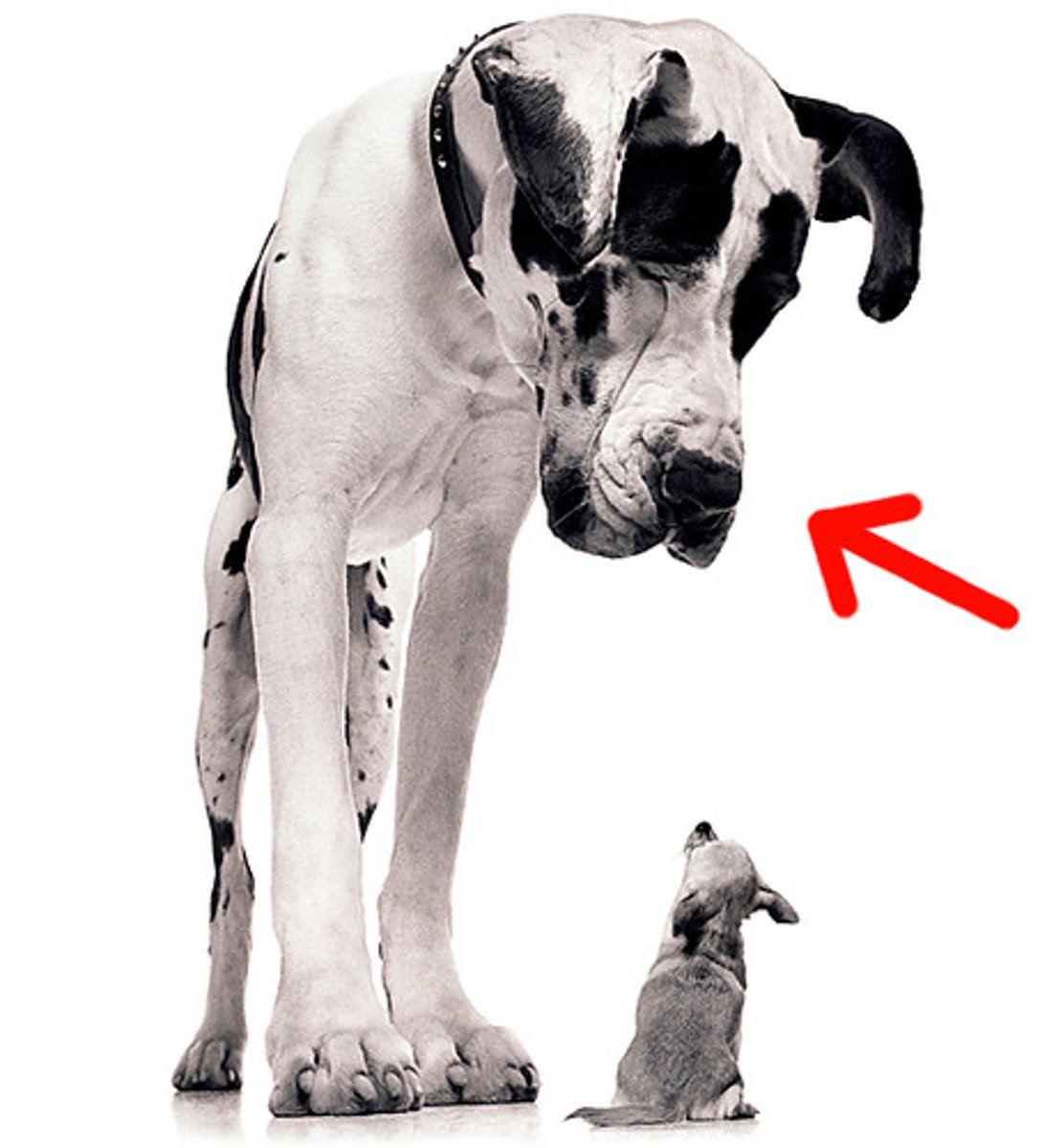 <p>To, lớn</p>