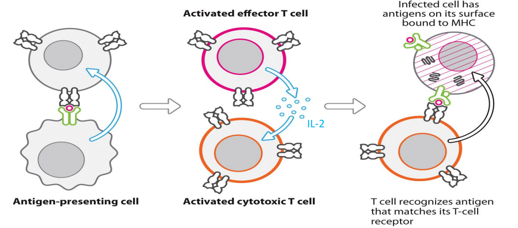 <p>- APCs present antigen to CD4+ and CD8+ T cells activating them &gt; effector Th cells and Tc cells</p><p>- Th cell responding to same infection secrete cytokines that further stimulate/help Tc cells</p><p>- Tc cells can then go looking for host cells infected with virus, displaying viral antigen on MHC</p>