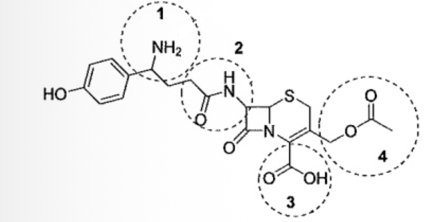 <p>Cephalosporins are a class of antibiotics first discovered in 1945. Identify the circled functional groups in the cephalosporin below</p>
