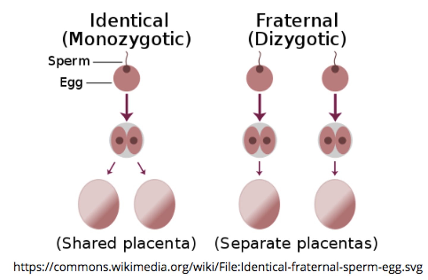 <p>the mother ovulates 2 eggs --&gt; both are individually fertilized by 2 different sperms --&gt; 2 different zygotes with slightly different genetic material</p>