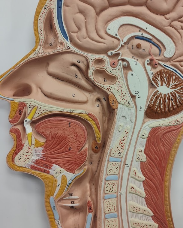 <p>palatine tonsil&nbsp;</p>
