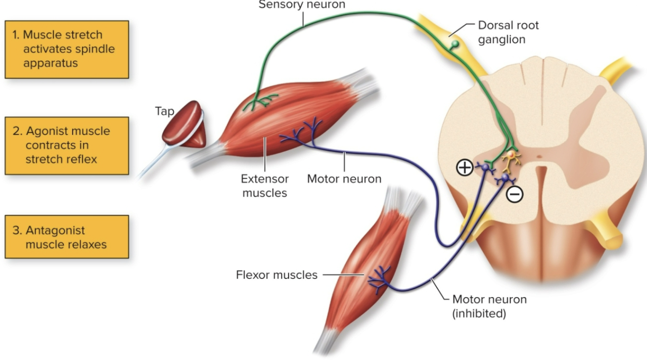 <ul><li><p>in the knee jerk reflex, we have both the monosynaptic and disynaptic reflex working together… but why?</p></li><li><p><strong>interneurons are also stimulated in the spinal cord to inhibit antagonistic muscles on that limb</strong></p></li></ul><p></p>