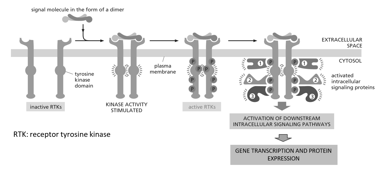 <p>Transmembranaire receptoren waarbij de signaaltransductie berust op activatie van enzymatische activiteit van eiwit </p><ul><li><p>2 eiwitten komen samen & beïnvloeden elkaar</p></li></ul><p></p>