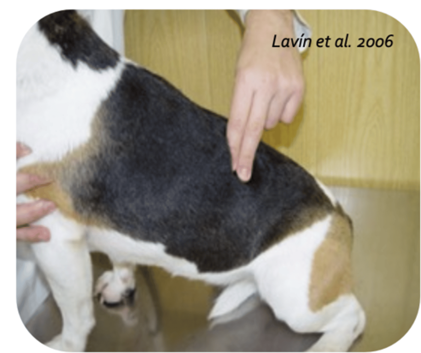 <p>what is being palpated?</p>