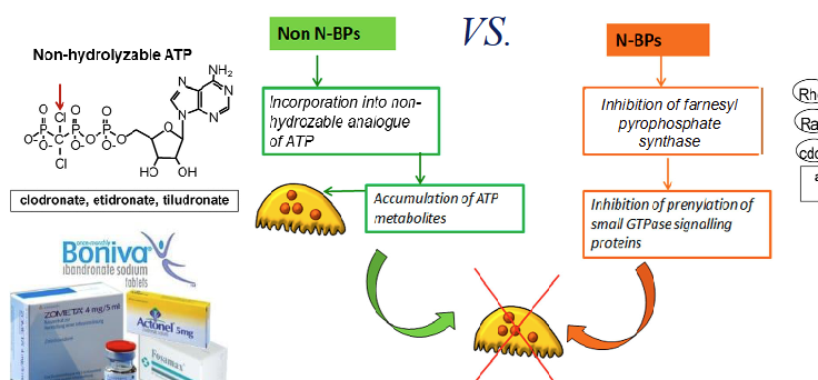 <p>Alendronate is a nitrogen containing bisphosphonate</p>