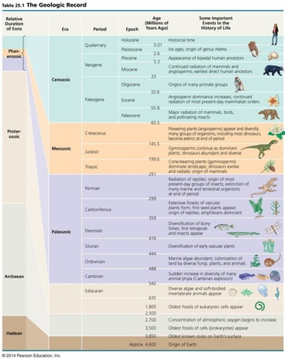 <p>a standard time scale that divides Earth's history into four eons and further subdivisions</p>