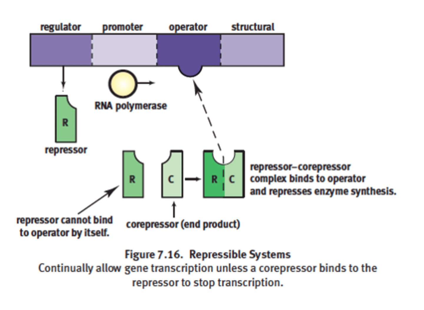 <p>example: Tryptophan operon</p><p>-goes by negative control mechanisms</p><p>-transcribed under normal conditions</p><p>-can be turned off by a corepressor coupling with the repressor and the binding of this complex to the operator site</p>