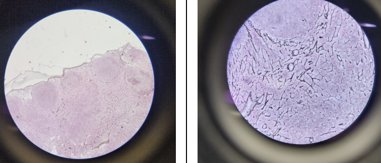 <p>Name this connective tissue type</p>