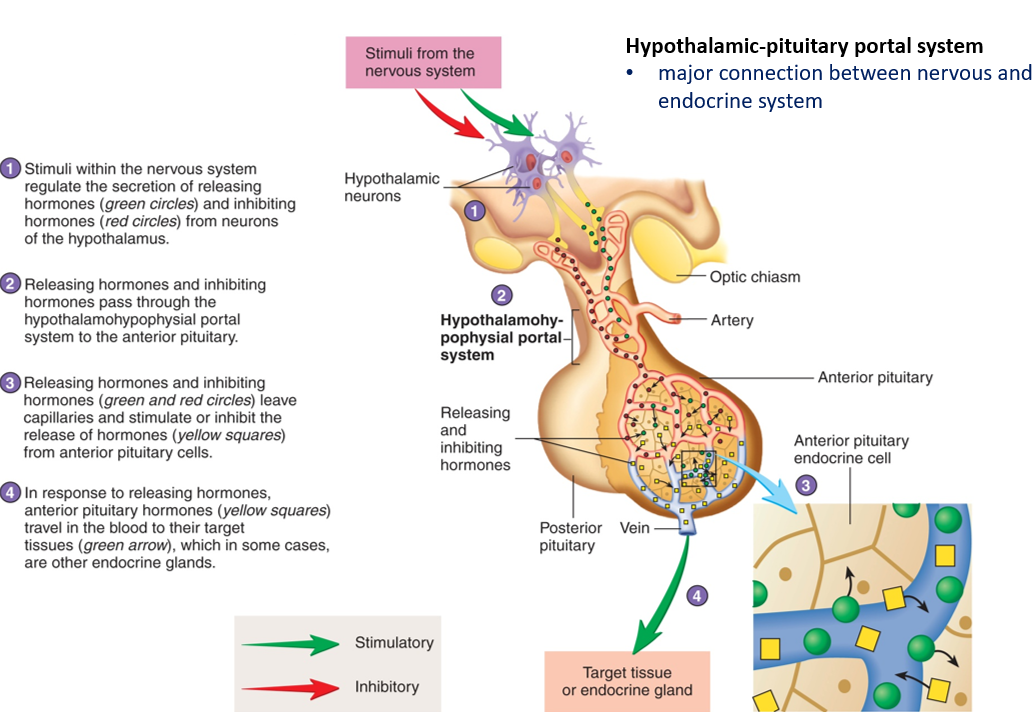 <ul><li><p>Gland: anterior pituitary</p></li><li><p>Type: peptide, water-soluble, membrane receptor</p></li><li><p>Target tissues: thyroid gland</p></li><li><p>Effects: secretion of thyroid hormone</p></li><li><p>Stimulus: <strong>hormonal</strong>. thyroid RH</p></li><li><p>Regulation: <strong>negative feedback </strong>(TRH from hypothalamus <strong>→ </strong>neg. fb from T3/T4)</p></li></ul><p></p>