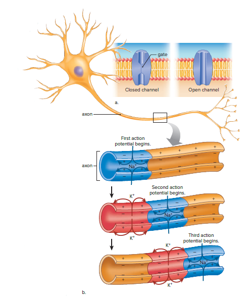 Conduction of action potentials in an unmyelinated axon.