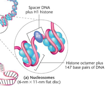 <p>A 2 nm diameter DNA molecule coils around an octamer of histones. The resulting nucleosomes are a 6 nm by 11 nm flat disk, which includes spacer DNA plus H1 histone. </p>