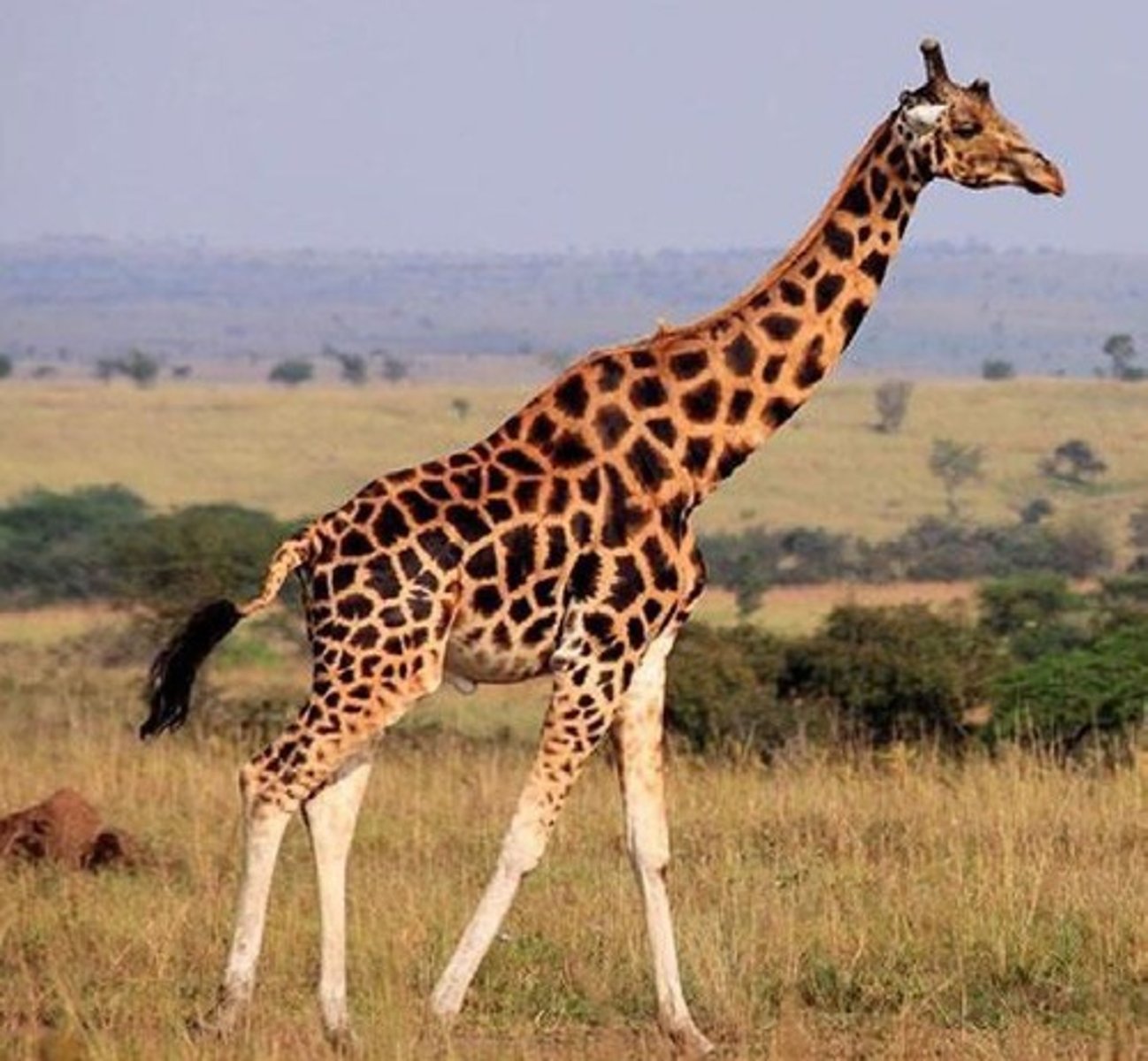 <p>Rhino 'horns' are keratin, no bone; Giraffe/Okapi have ossicones of ossified cartilage/skin.</p>