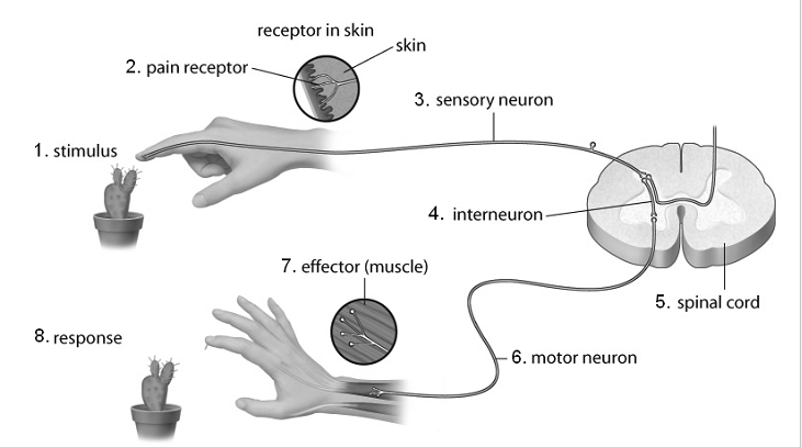 <p>simplest nerve pathway </p><p>involuntary/unconscious</p><p>do not require coordination by the brain </p><p>stimulus → receptor → sensory neuron → interneuron → motor neuron → effector → response</p>