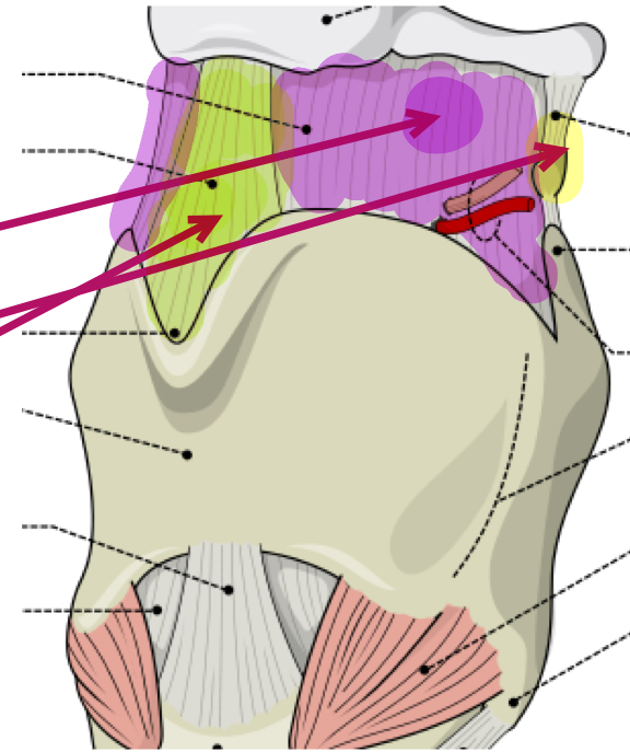 <p>What is the purple membrane?</p>