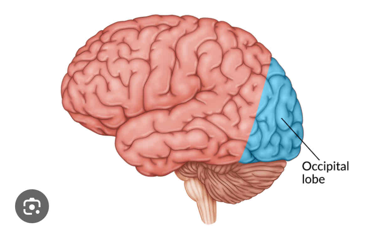 <p>back of the head, contains visual cortex. known for processing visual information such as shape, color and motion. </p>