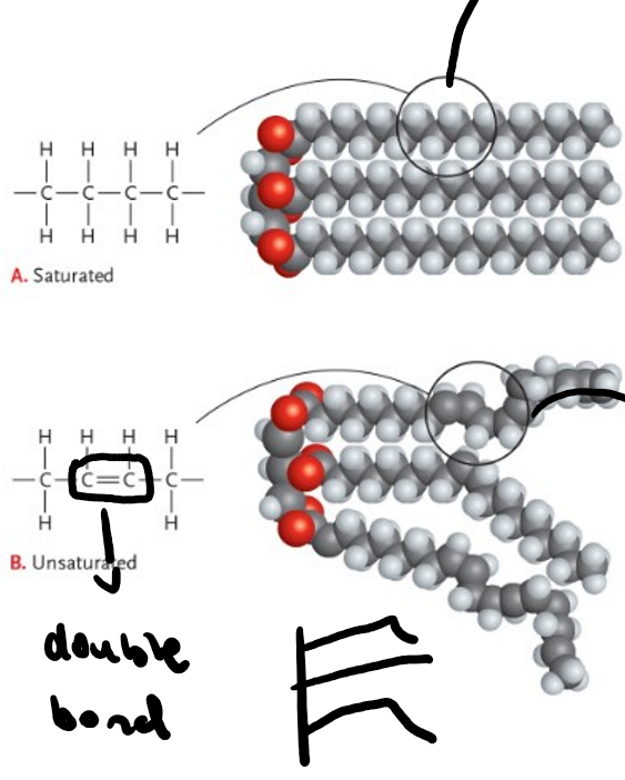 <p>saturated is tightly packed and animal based, unsaturated are loosely packed and plant based</p>