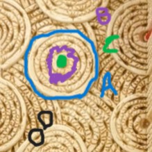 <p>Osteocyte</p>