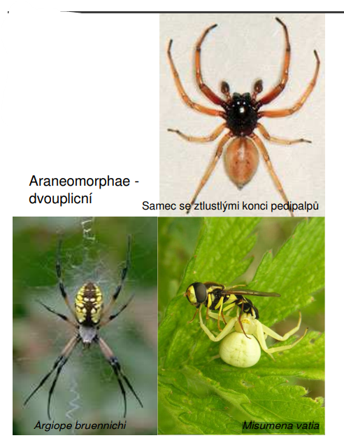 <p>Argiope bruennichi</p><p>Misumena vatia</p>