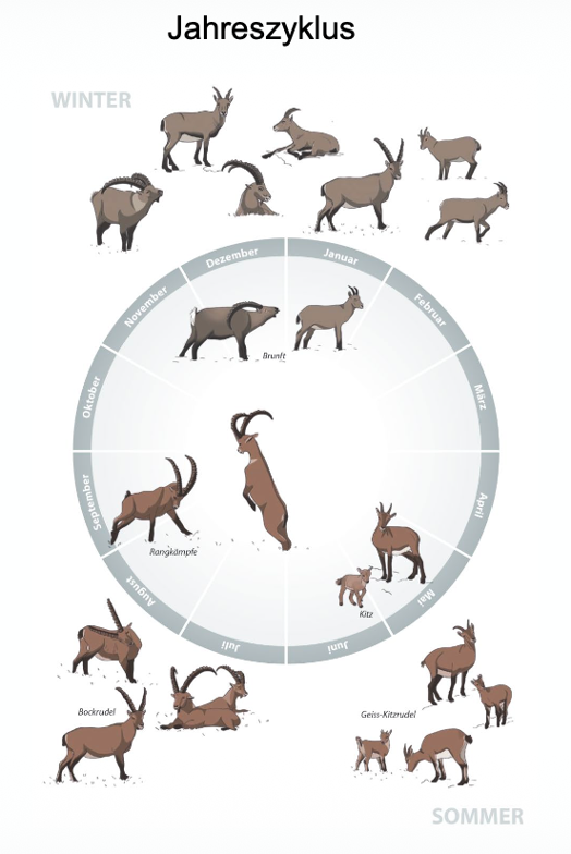 <p><span><span>-</span></span><span style="font-family: "Times New Roman"; line-height: normal; font-size: 7pt;"><span>&nbsp;&nbsp;&nbsp;&nbsp;&nbsp;&nbsp; </span></span><span><em><span>Ende Mai/Juni Kitz</span></em></span></p><p class="MsoListParagraphCxSpMiddle"><span><span>-</span></span><span style="font-family: "Times New Roman"; line-height: normal; font-size: 7pt;"><span>&nbsp;&nbsp;&nbsp;&nbsp;&nbsp;&nbsp; </span></span><span><em><span>Böcke bis 3-jährig in Geissrudel -> Bockrudel</span></em></span></p><p class="MsoListParagraphCxSpLast"><span><span>-</span></span><span style="font-family: "Times New Roman"; line-height: normal; font-size: 7pt;"><span>&nbsp;&nbsp;&nbsp;&nbsp;&nbsp;&nbsp; </span></span><span><em><span>Geissen führen erstmals mit 3-5 Jahren</span></em></span></p>