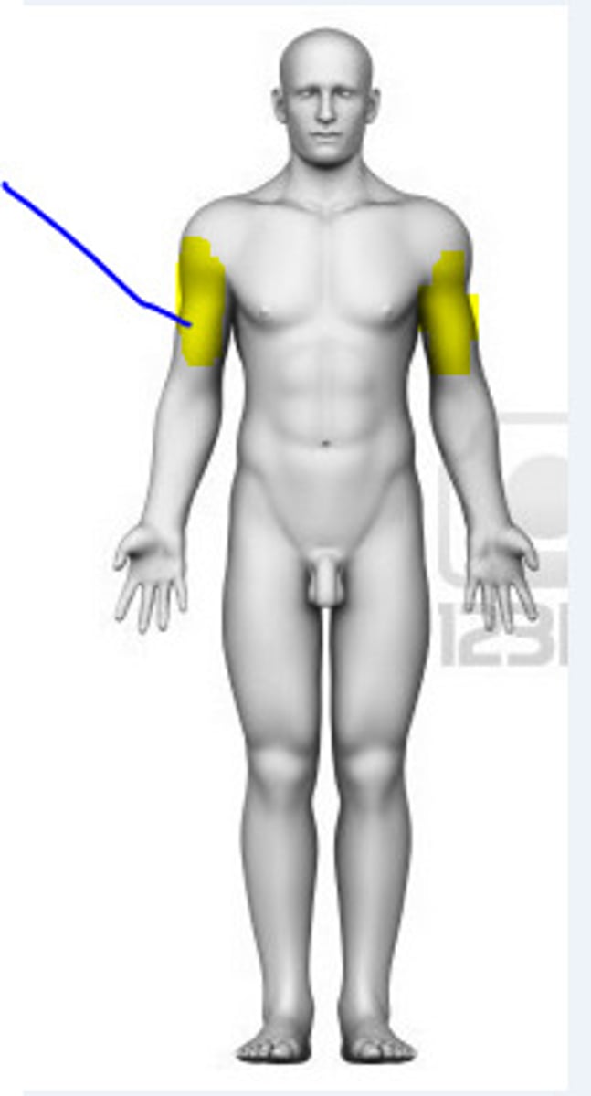 <p>Arm (the portion of the upper limb between the shoulder and the elbow)</p>