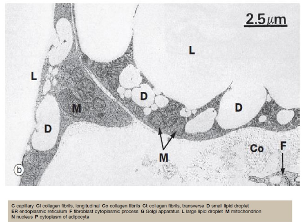 <ul><li><p>mature univacuolaire (witte) adipocyt: grote cel (tussen 50 &amp; 150 µm) met perifeer gelegen kern</p></li><li><p>in het verbrede deel van cytoplasma waarin de kern ligt:</p><ul><li><p>klein Golgi apparaat</p></li><li><p>meerdere mitochondriën</p></li><li><p>weinige hoeveelheid ruw ER</p></li></ul></li><li><p>in de dunne submembraneuze laag van het cytoplasma rond de vetdruppel: </p><ul><li><p>vesikels van glad ER</p></li><li><p>talrijke pinocytoseblaasjes</p></li></ul></li><li><p>elke vetcel vertoont naast lichtmicroscopisch zichtbare grote vetdruppel nog een aantal kleinere vetdruppels</p></li><li><p>vetdruppels → niet door een membraan omsloten</p></li></ul><p></p>