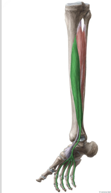 <p>MUSCLE:</p><p>ORIGIN:</p><p>INSERTION:</p><p>NERVE:</p><p>ACTION:</p>